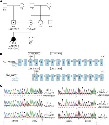 ODAD1 variants resulting from splice-site mutations retain partial function and cause primary ciliary dyskinesia with outer dynein arm defects